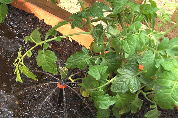 Shrubbler® PC watering Tomatoes